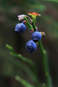 Plant-identification-in-the-wild
