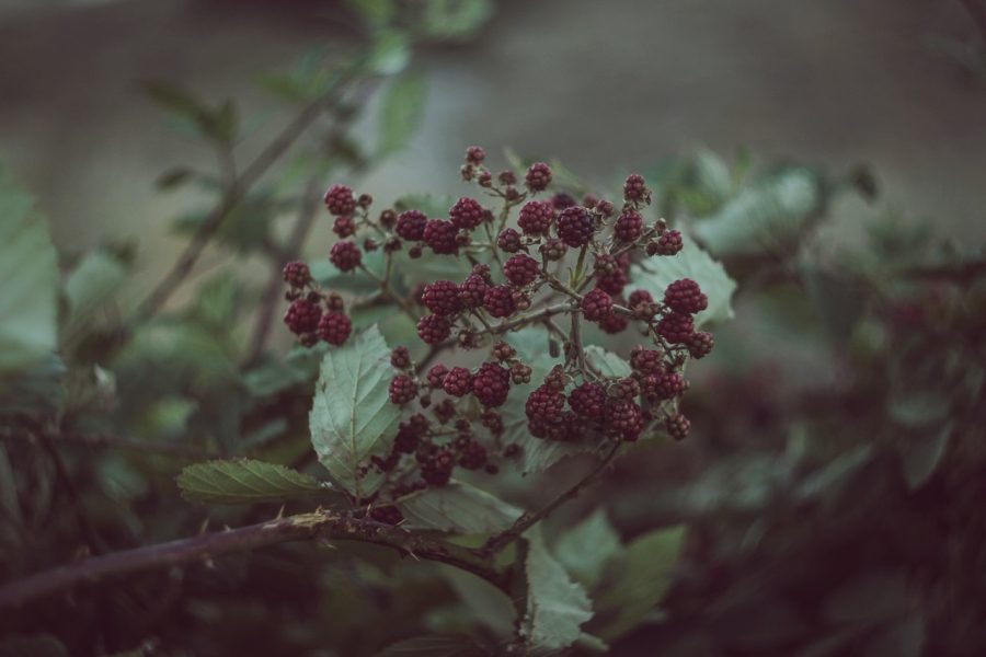 eating-berries-in-the-wild-survival-situations